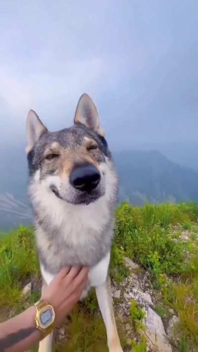 Me when I'm the wolf of utter bliss and contentment