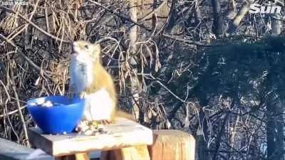 What happens if a squirrel eats fermented pears?