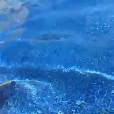 Jaguar didn't realize the water was so deep.