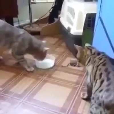 Cant stop watching this