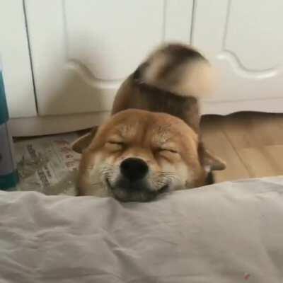 dOg cH0KeS to Deтн wHiLe 0WNer jUSt wAtcHeS aND tAkES ViDe0