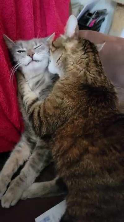 With a brother as scrappy as Thor, Loki can't always trust the grooming process