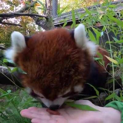 Moshu loves snacks and strolls!