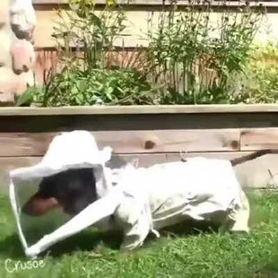 Beekeeper dog trained to sniff out diseased larva to save hives!