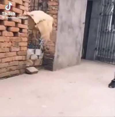 por eso las gallinas no vuelan, banda