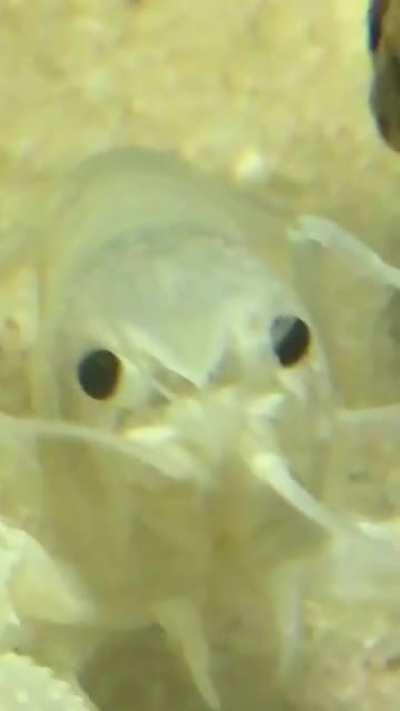 Since everyone seems to like Rodger so much, here is a video of him touching his eyes together: