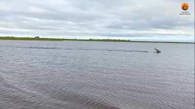 🔥 Race for the survival (crocodile chasing antelope in river)