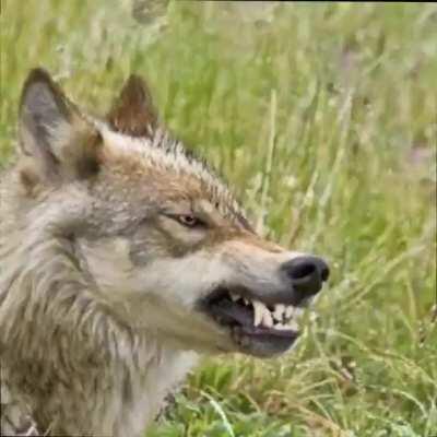 Wolves are such noble animals