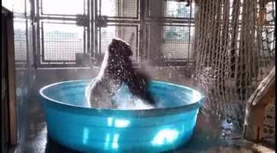Gorilla dancing and playing while taking a bath