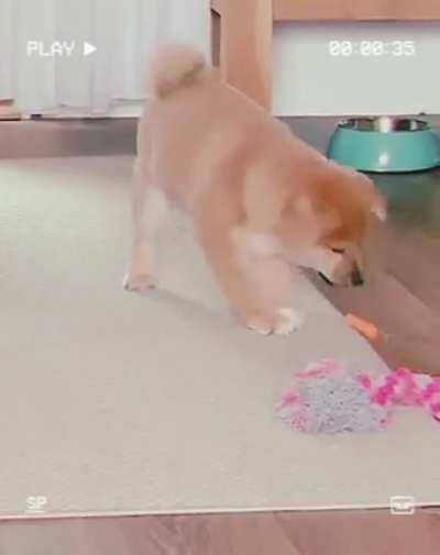 Shiba pup Akito experiencing a carrot for the first time XD