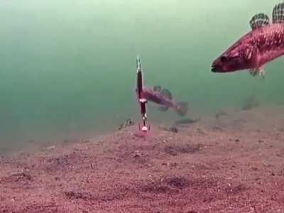 underwater footage of a fish getting caught