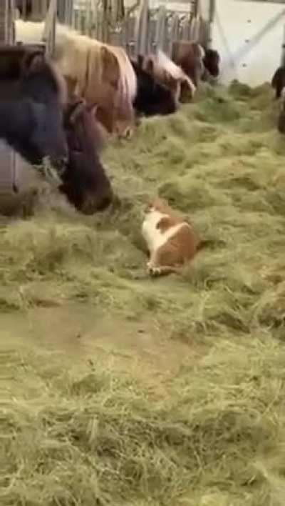 Farm cat doesn't like horses
