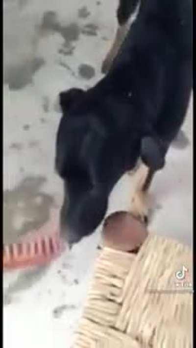 crueldad animal😭😭😭😭😭😭