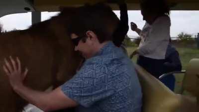 Lion demands pets and hugs from humans visiting him while other lions look on unamused