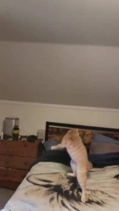 Trying to catch a brain cell