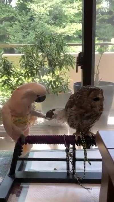 Walter was very anxious about his date after his divorce, so he didn't know what to do when Brenda advanced on him.