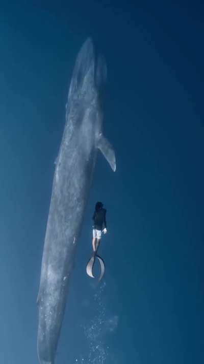 Blue whale can reach upto 100ft in length