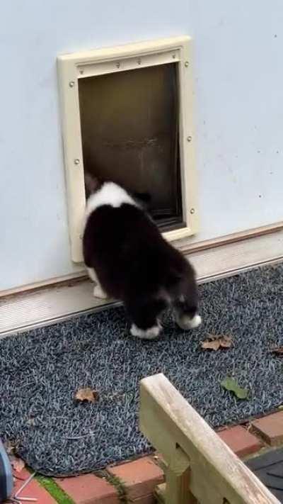 Corgi puppy learning to use dog door