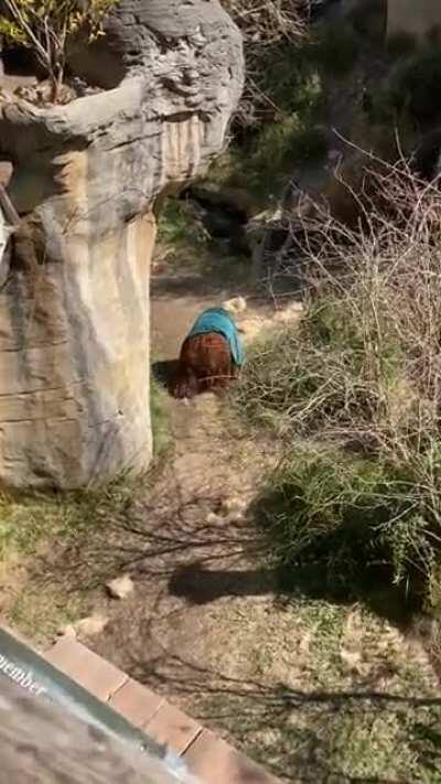 Took this video today, so sad to see orangutans locked up in the zoo, this one walks around with a blanket over his head 😢