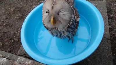 Thirsty owl..