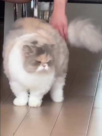 grumpies need rubs too