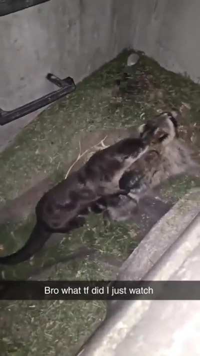 Otter gonna otter, better stay otter the way