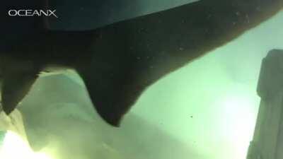 Yet another reason to stick to swimming pools.