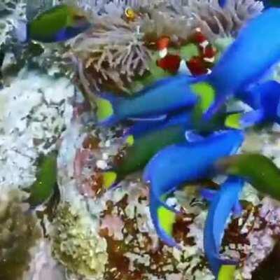 Dory and her friends eating clownfish eggs