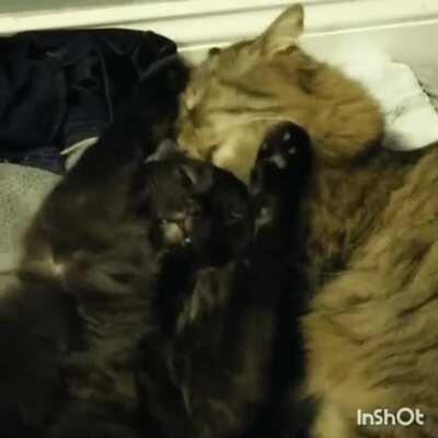Hitcat struck with a spout of remorse before the finishing move