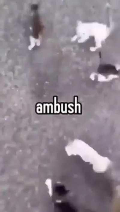 ambush