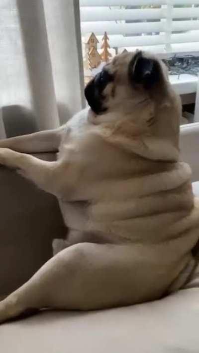 An absolutely humongous pug