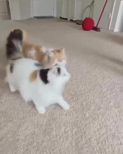 Twin trapeze artists practicing for tonight's show