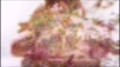 Cue Sandwich Violence