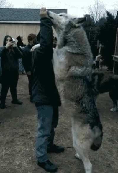 Wolves Are Deceptively Large