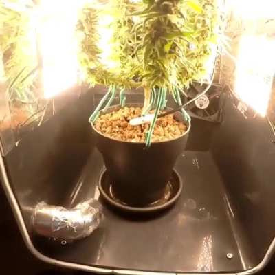 Wanted to share with you my last grow into my micro box. SHE WAS READY TO HARVEST <3 Enjoy