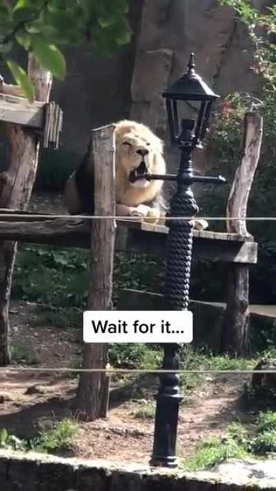 Котик [Звук]