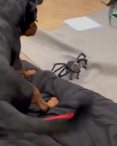 pOOR doG terrORIZEd bY deADLy VeNomouS SPIDer