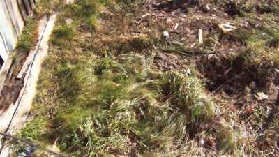 Is there something in the grass? (2g of shrooms)