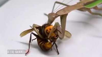Mantis enjoys a tasty murder hornet