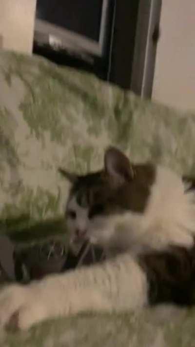 Even my cat respects the great Empires tie fighters