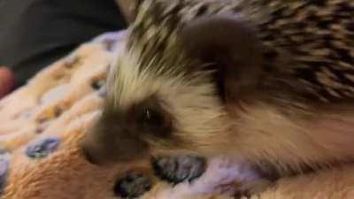 My Sonic tried strawberry for the first time. I think he enjoyed it!