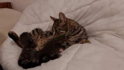 Today I took my orphaned kittens to meet a bereaved mum. She adopted them instantly. Loveliest thing I've ever witnessed