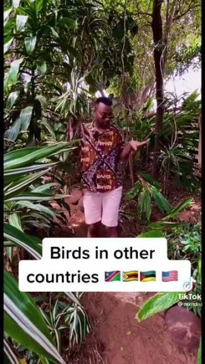 Who needs alarm clocks when we have hadedahs?