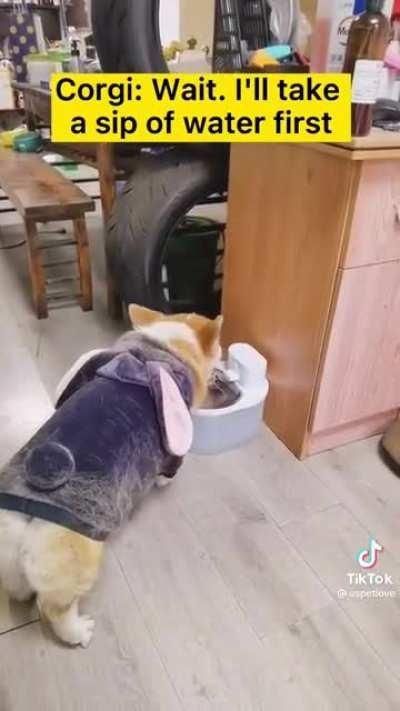 Corgis are so dramatic and need to stay hydrated.