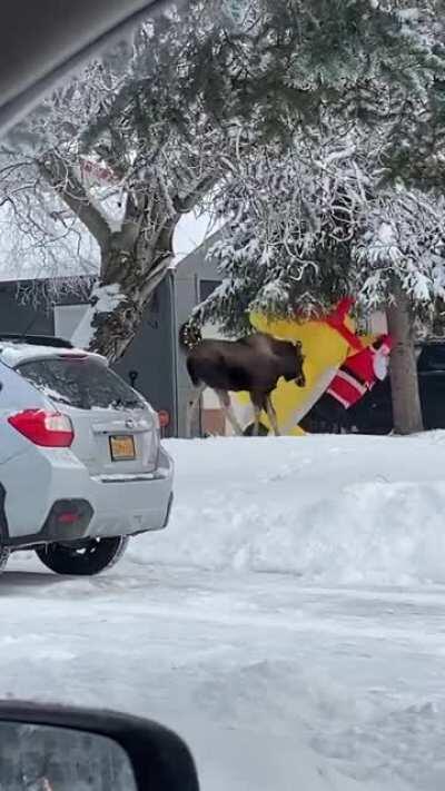 Can a moose be an idiot?