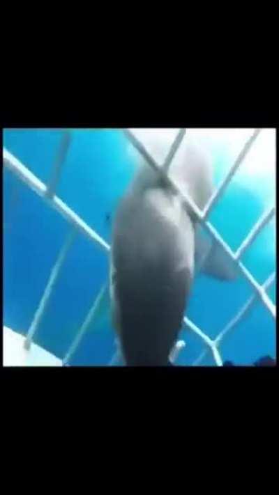 Shark attacks diver and enters cage.