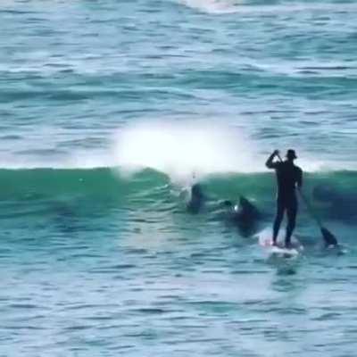 The waves can hide things like dolphins