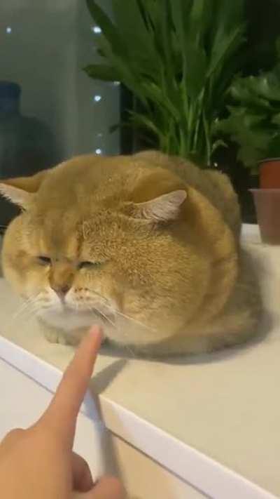 Chonks Chunky Cheeks