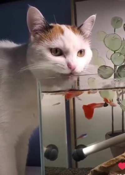 Water tastes better when it’s not from your bowl!