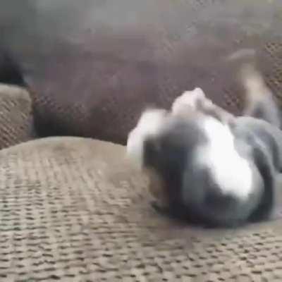 Pupper shook so powerfully he started to roll.